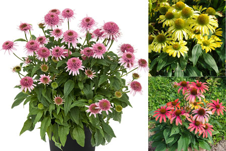 Echinacea von Kientzler Echinacea von Kientzler