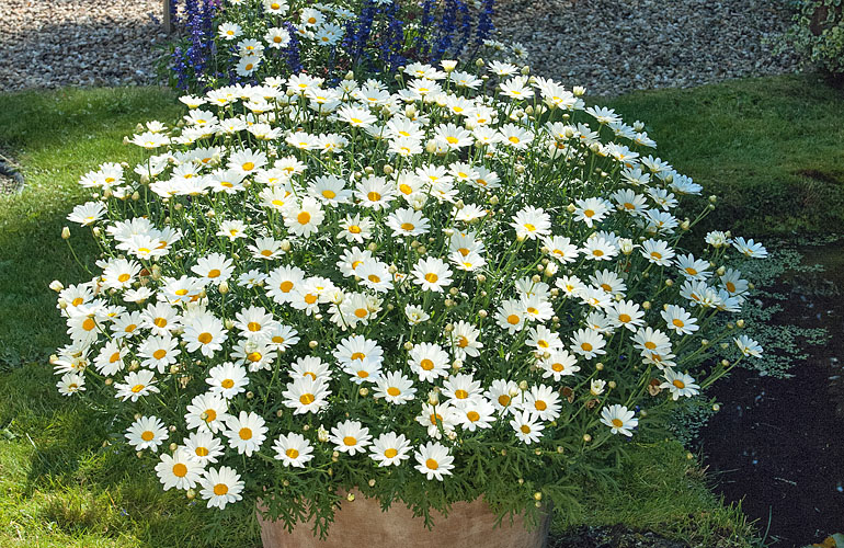 Argyranthemum von Kientzler Jungpflanzen