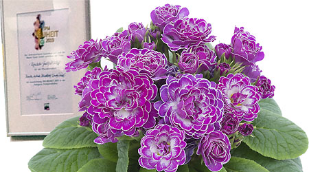 IPM 2019 Neuheit Belarina Candy Frost IPM 2019 Neuheit Belarina Candy Frost