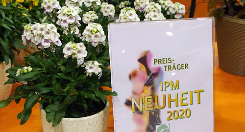 Erysimum Winter Charm : IPM Neuheitenpreis 2020 Erysimum Winter Charm : IPM Neuheitenpreis 2020