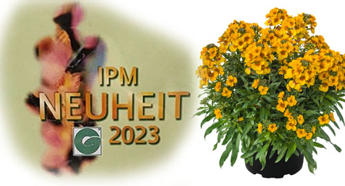 IPM 2023 Publikumspreis - Erysimum RYSI Winter Spirit IPM 2023 Publikumspreis - Erysimum RYSI Winter Spirit