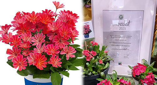IPM 2025 Neuheit Lewisia Sunset Glow IPM 2025 Neuheit Lewisia Sunset Glow