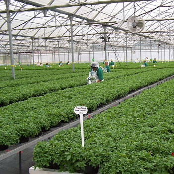 InnovaPlant de Costa Rica InnovaPlant de Costa Rica