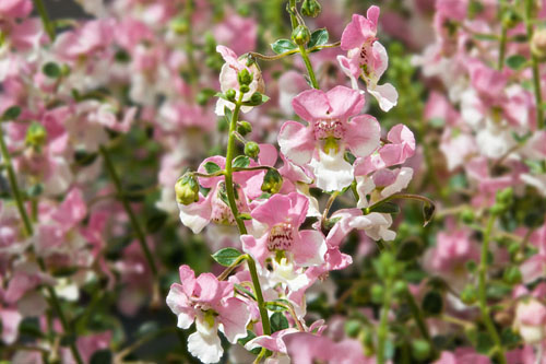 Angelonia Angelface Wedgewood Pink 2026
