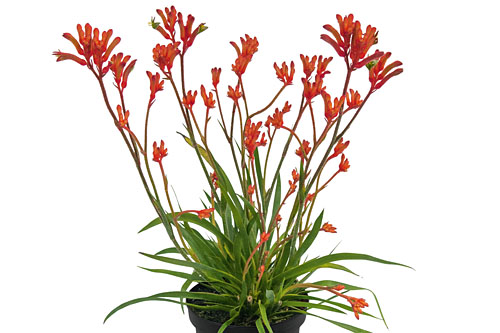 Anigozanthos Bush Gems Inferno