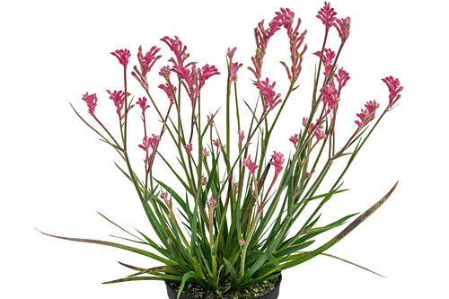 Anigozanthos Bush Gems Pearl