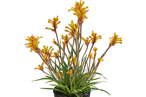 Anigozanthos Bush Gems Tenacity