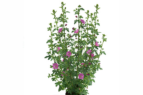 Trendblätter: Anisodontea Sweet Serenade Blattschmuck: Anisodontea Sweet Serenade
