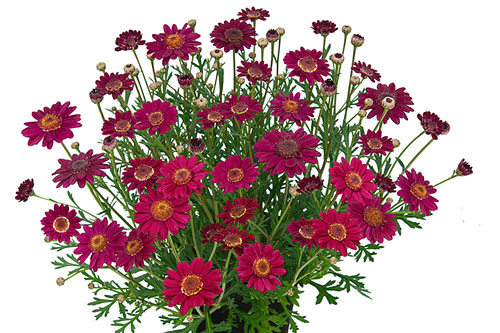 Argyranthemum  Margarita 2025