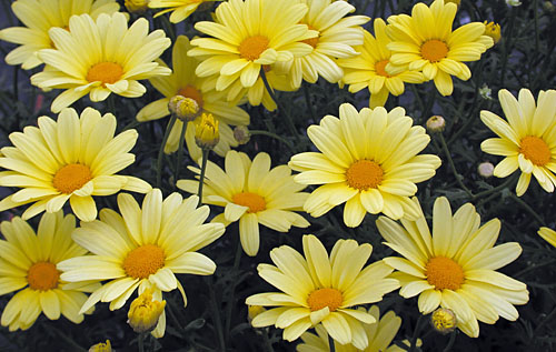 Argyranthemum  Butterfly