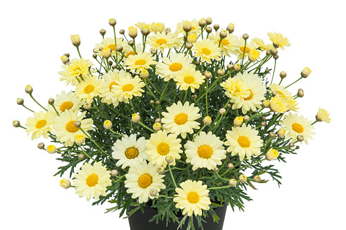 Argyranthemum  Citrus  2025