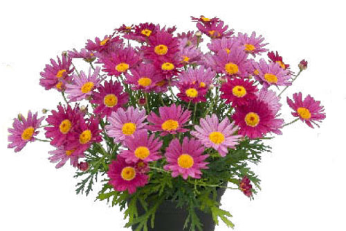 Argyranthemum  Dark Lolly