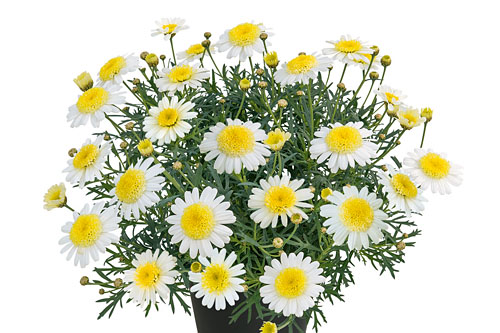 Argyranthemum  Lemon Cupcake