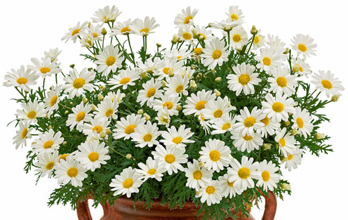 Argyranthemum  Pure White Butterfly