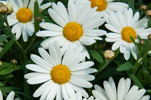 Argyranthemum  So Sweet