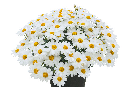 Argyranthemum  Sweet Ice