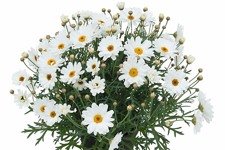 Argyranthemum  White Mocha