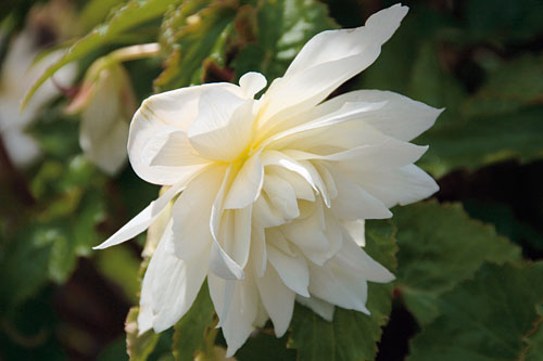 Begonia BELLECONIA Snow