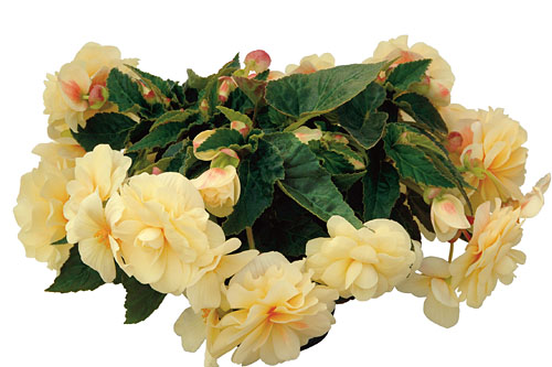 Begonia  Chardonnay
