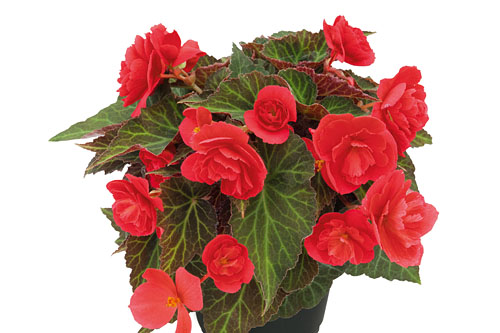 Begonia BELLISSA Red