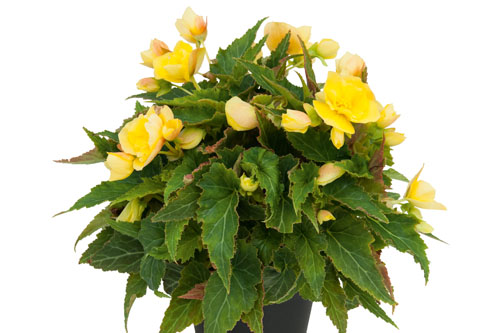 Begonia BELLISSA Yellow