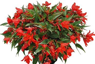 Begonia SUMMERWINGS Coral Elegance