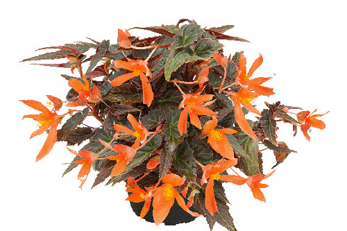 Begonia SUMMERWINGS Ebony & Orange