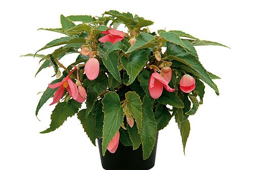 Begonia SUMMERWINGS Rose