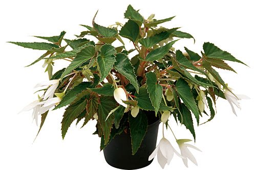 Begonia SUMMERWINGS White