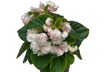 Begonia GUMDROP Appleblossom