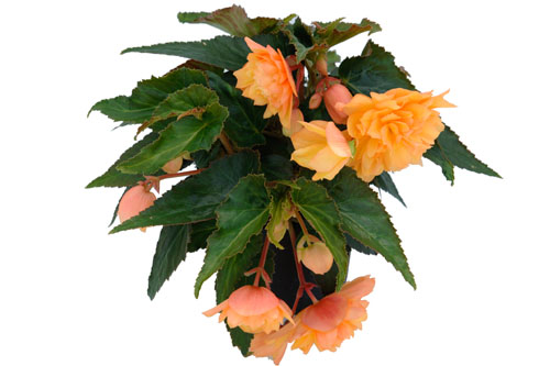 Begonia BELLECONIA Mango
