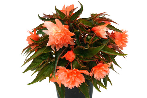 Begonia BELLECONIA Salmon