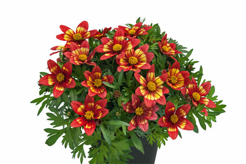 Trendblätter: Bidens Bee Monet Blattschmuck: Bidens Bee Monet