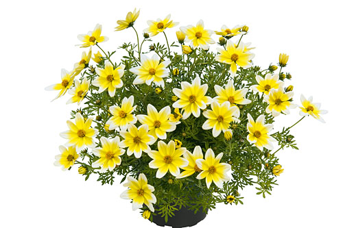 Bidens Campfire Electric White 2026