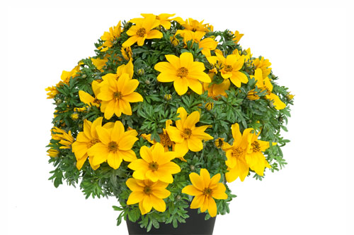 Trendblätter: Bidens Goldstar Blattschmuck: Bidens Goldstar