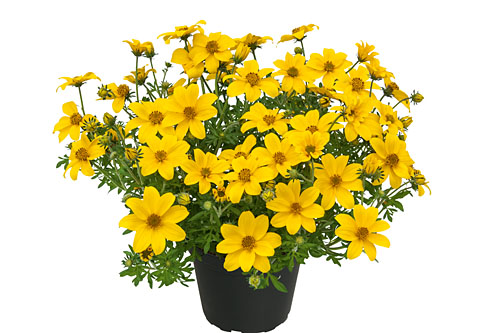 Bidens  Rockstar 2026