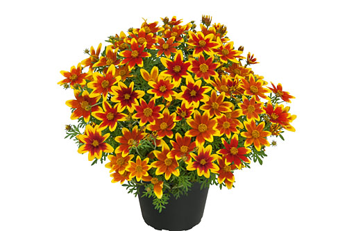 Bidens  Sweet Brocade
