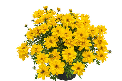 Bidens  Tweety 2026