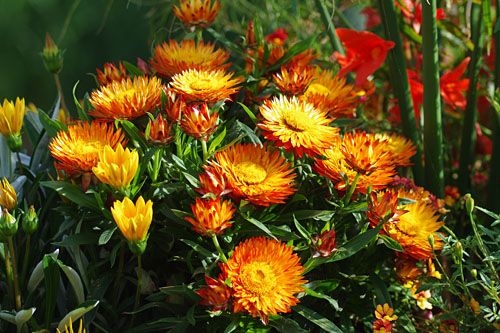 Bracteantha SUNBRELLA Orange 2025