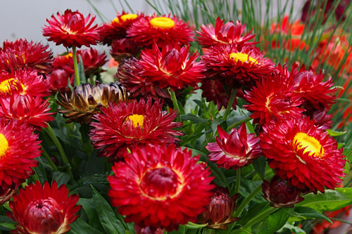 Trendblätter: Bracteantha SUNBRELLA Red 2027 Blattschmuck: Bracteantha SUNBRELLA Red 2027