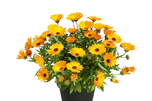 Calendula Powerdaisy Mango