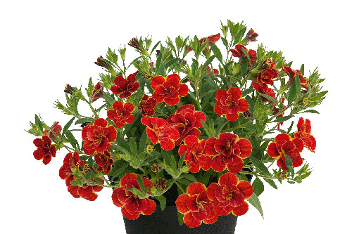 Calibrachoa SUPERBELLS Double Redstone