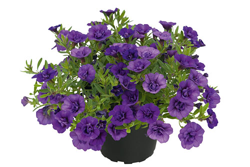 Calibrachoa POCKET Double Lilac