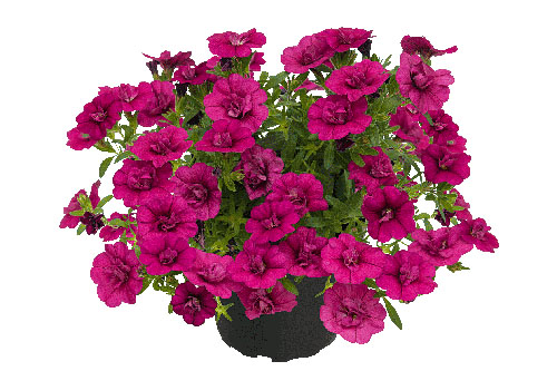 Calibrachoa POCKET Double Magenta