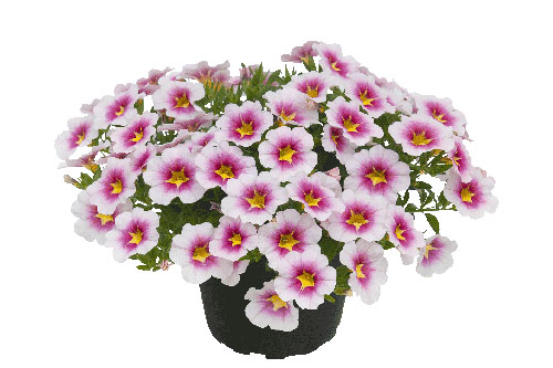 Calibrachoa POCKET Orchid