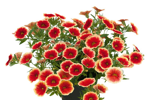 Calibrachoa Unique Sangria Picotee