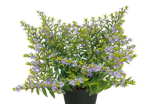 Cuphea CUPPY Lavender