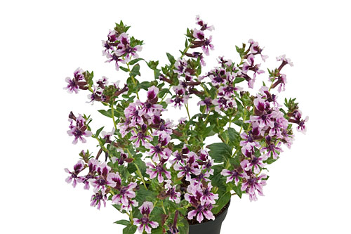 Cuphea HEATBEAT Amethyst