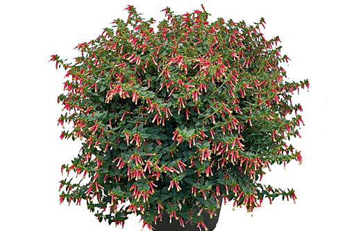 Trendblätter: Cuphea HEATBEAT Tropical Rain Blattschmuck: Cuphea HEATBEAT Tropical Rain