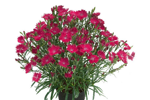 Dianthus SUNTORY Raspberry